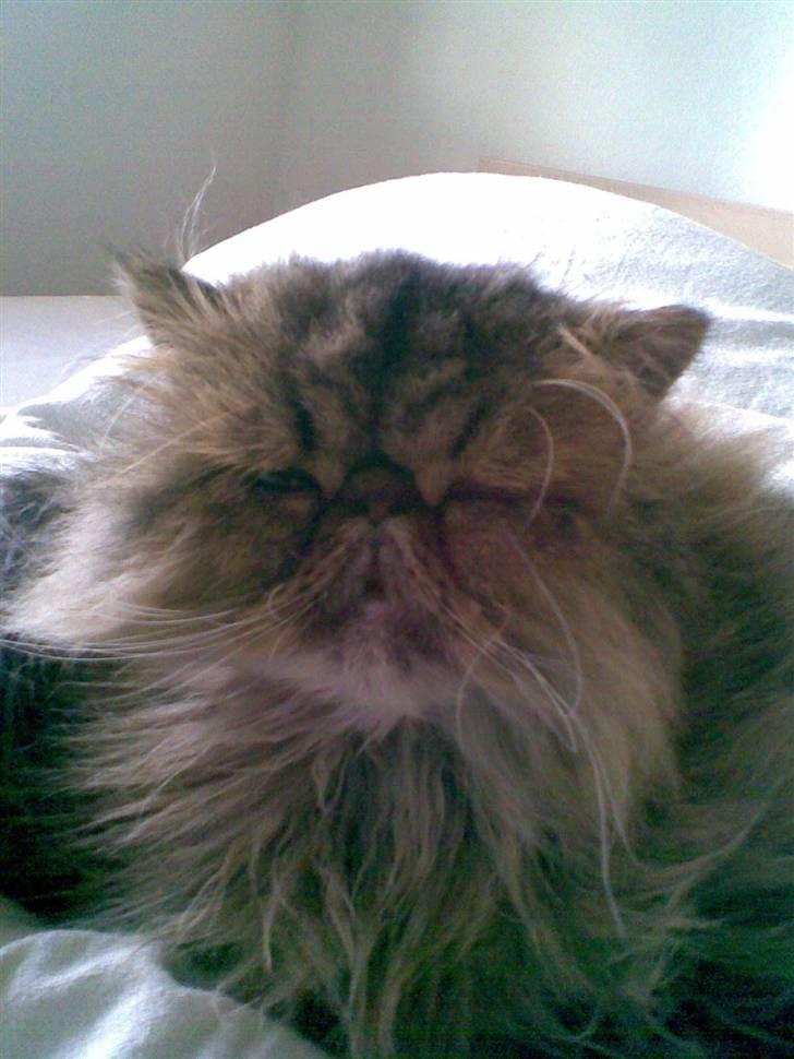 Perser Lady Fair Sweet Dream billede 7