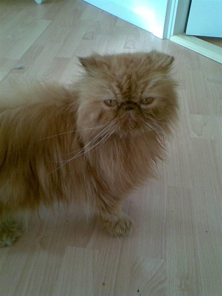 Perser Lady Fair Charming Boy billede 1