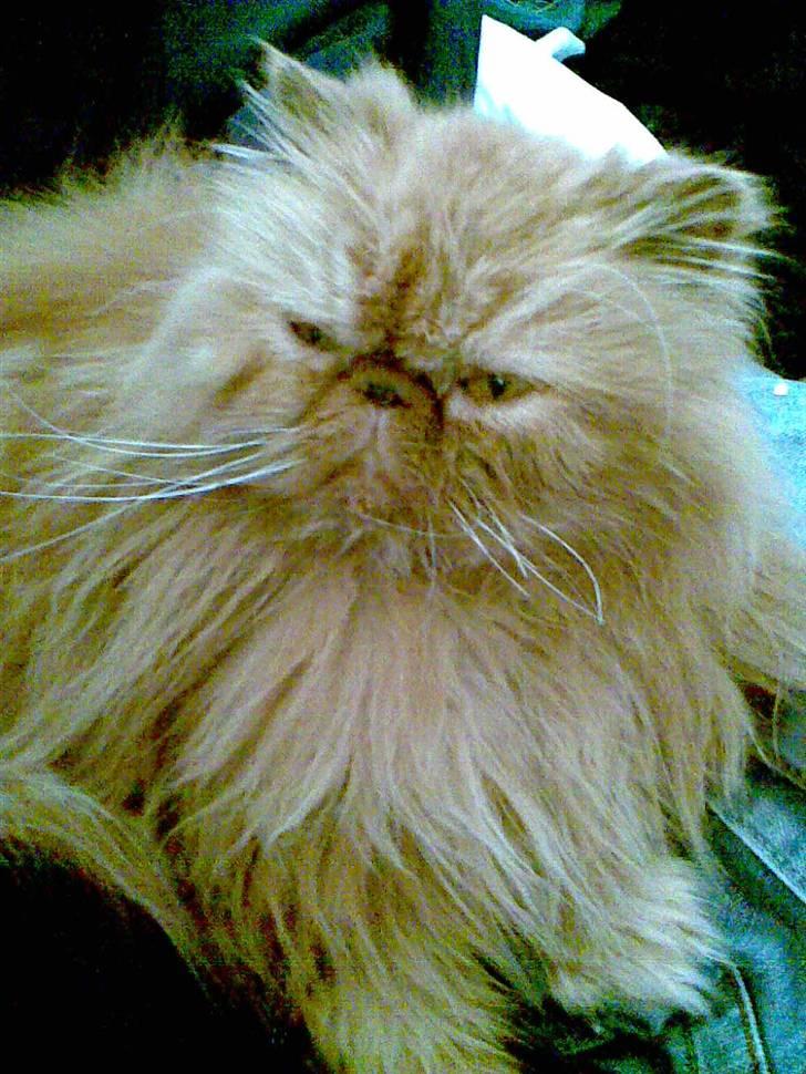 Perser Lady Fair Charming Boy billede 2