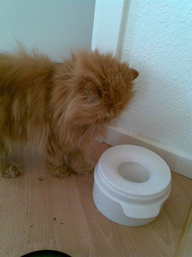 Perser Lady Fair Charming Boy billede 3