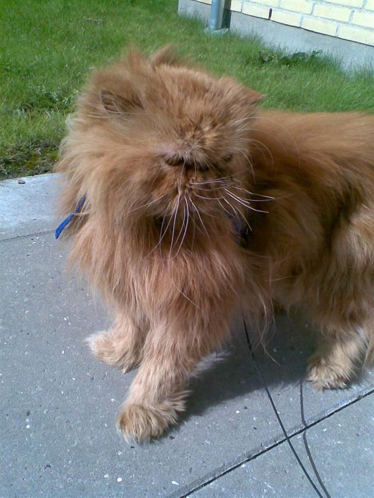 Perser Lady Fair Charming Boy billede 4