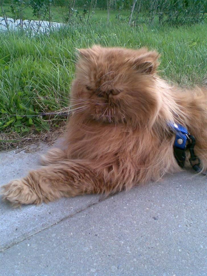 Perser Lady Fair Charming Boy billede 5