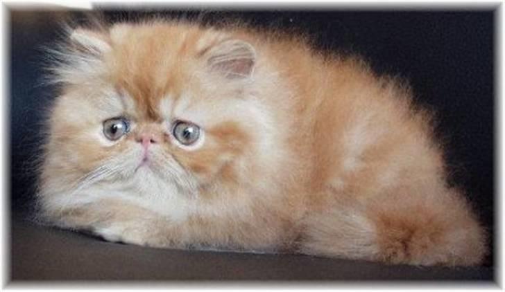 Perser Lady Fair Charming Boy billede 6