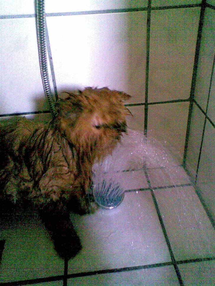 Perser Lady Fair Charming Boy billede 7