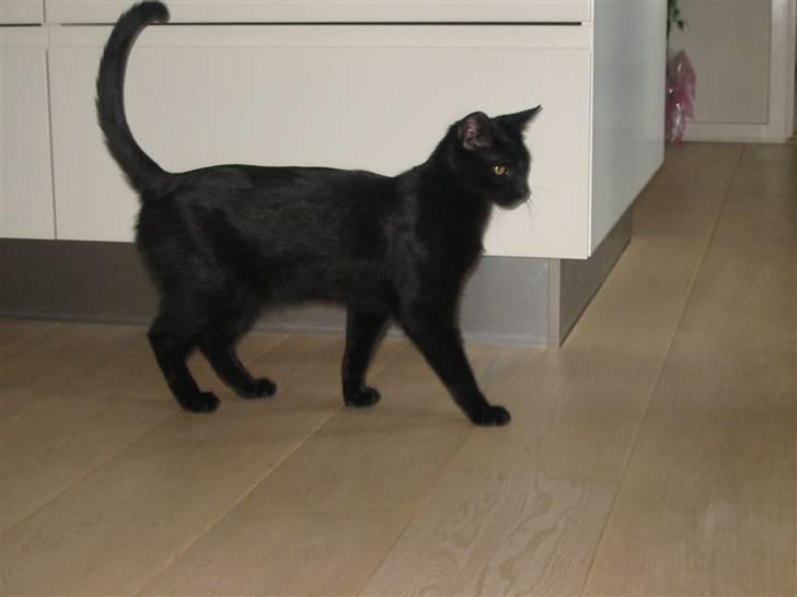 Blanding af racer Tarzan <3 min stjerne - tarzan er så fin  billede 1