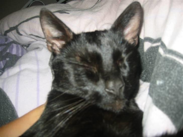 Blanding af racer Tarzan <3 min stjerne - en lur i sengen  billede 2