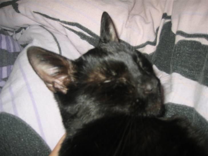 Blanding af racer Tarzan <3 min stjerne - en lur i sengen  billede 3