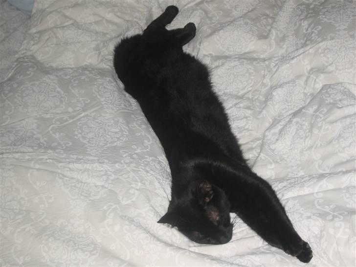 Blanding af racer Tarzan <3 min stjerne - en delig dyne billede 4