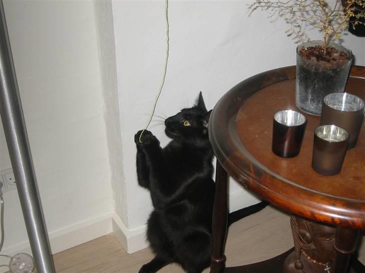 Blanding af racer Tarzan <3 min stjerne - ja nu skal vi lege billede 5