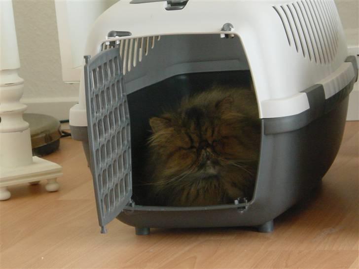 Perser Lady Fair Sweet Dream billede 8