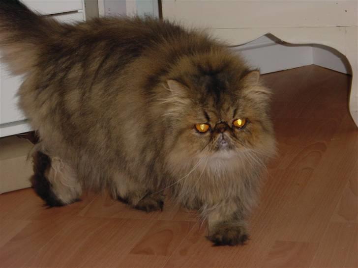 Perser Lady Fair Sweet Dream billede 9