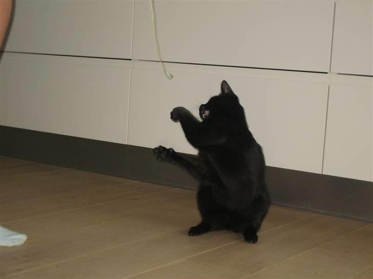 Blanding af racer Tarzan <3 min stjerne - det en så sjovt at lege  billede 6