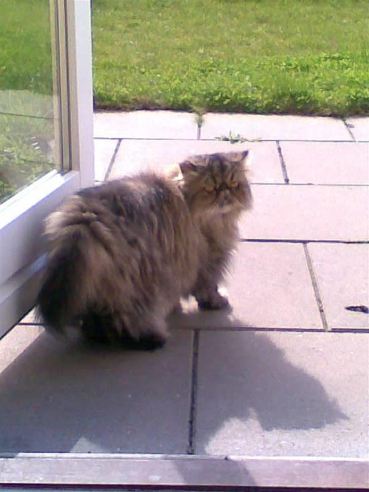 Perser Lady Fair Sweet Dream billede 10