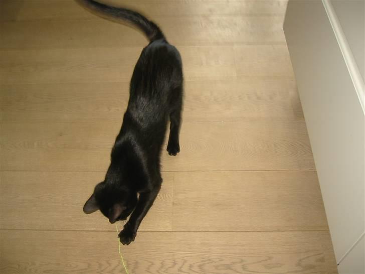 Blanding af racer Tarzan <3 min stjerne - snoren løber vær jeg må fange den  billede 7