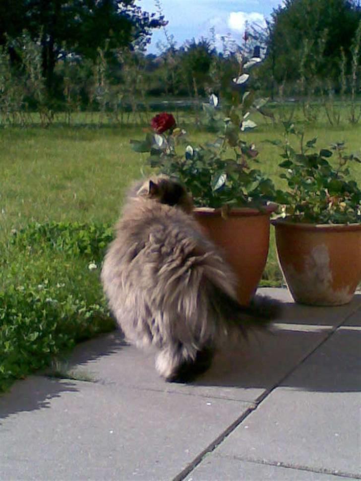 Perser Lady Fair Sweet Dream billede 11