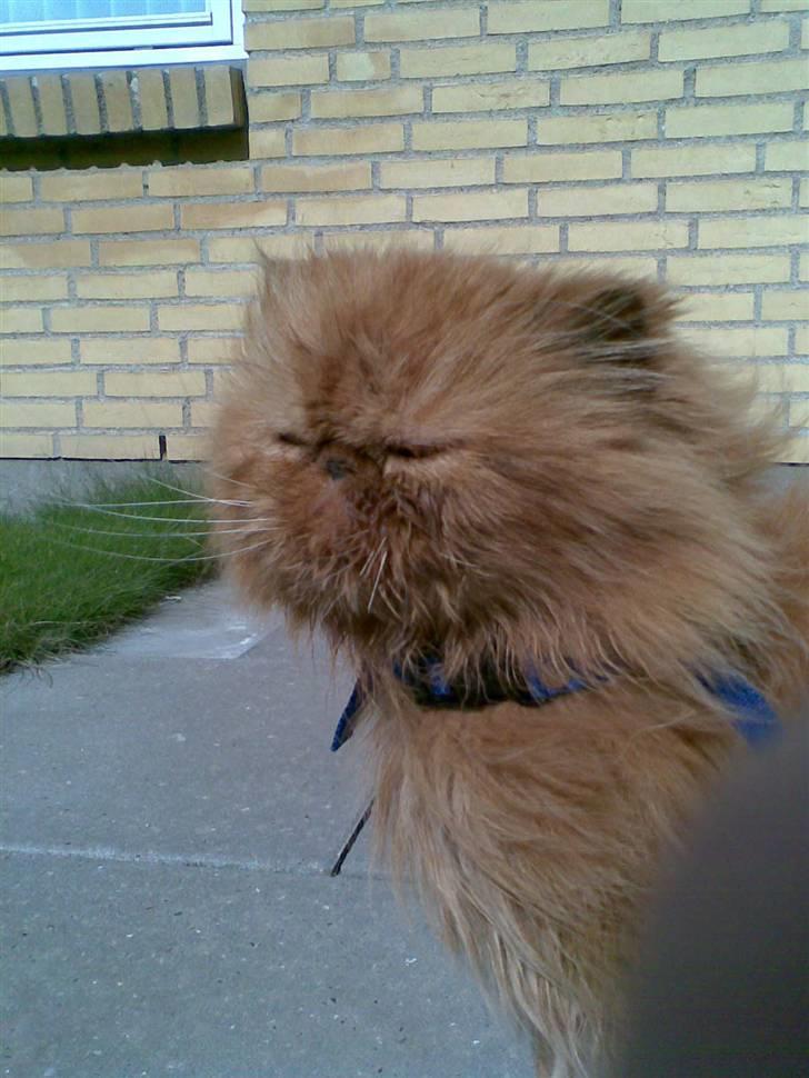 Perser Lady Fair Charming Boy billede 8