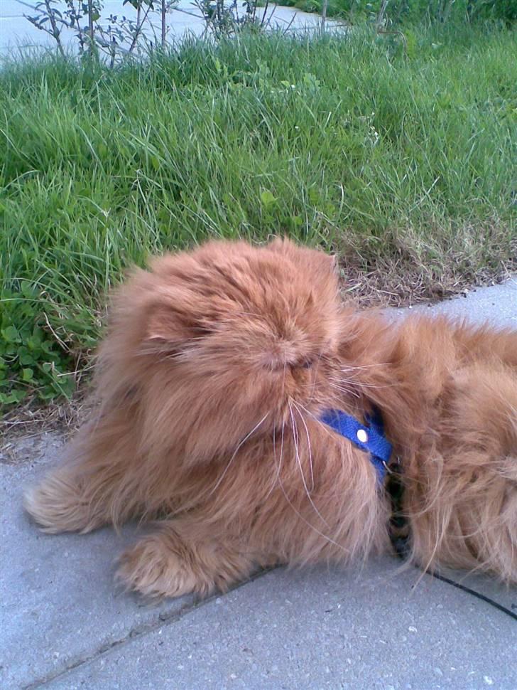 Perser Lady Fair Charming Boy billede 9