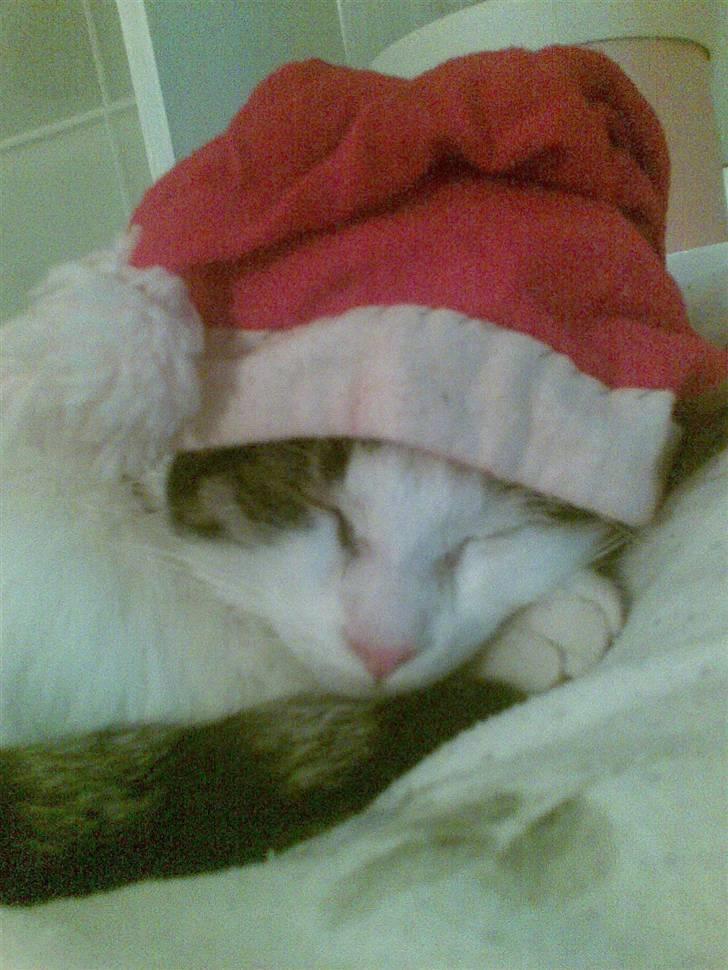 Huskat alic billede 14