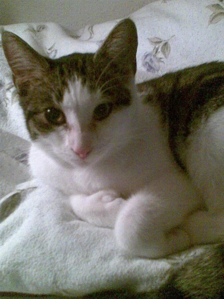 Huskat alic billede 15