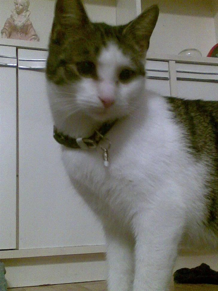 Huskat alic billede 16