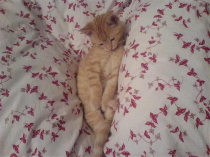 Huskat Garfield billede 16