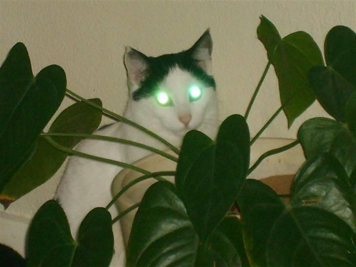 Blanding af racer nemo  - kuk kuk jeg gemmer mig lige her for nixon billede 20