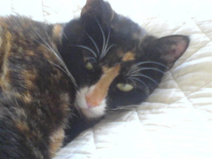 Huskat Buffy † - godnat lille Buffy... billede 1