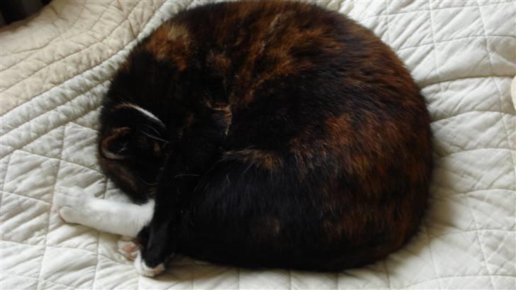 Huskat Buffy † - i kan ikke se mig ;-) billede 2