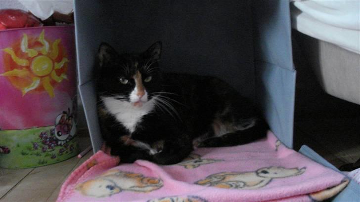 Huskat Buffy † - i´m so pretty,  so pretty ! billede 3