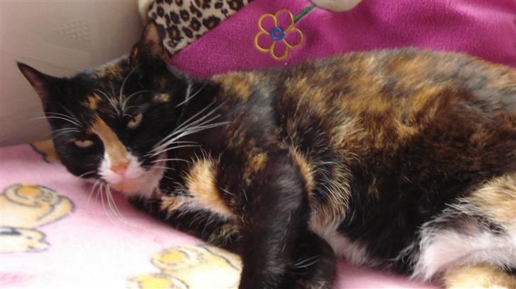 Huskat Buffy † - jeg er den næste top model inde for katte verden billede 4