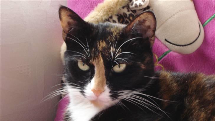 Huskat Buffy † - ville du noget ? <3 billede 5