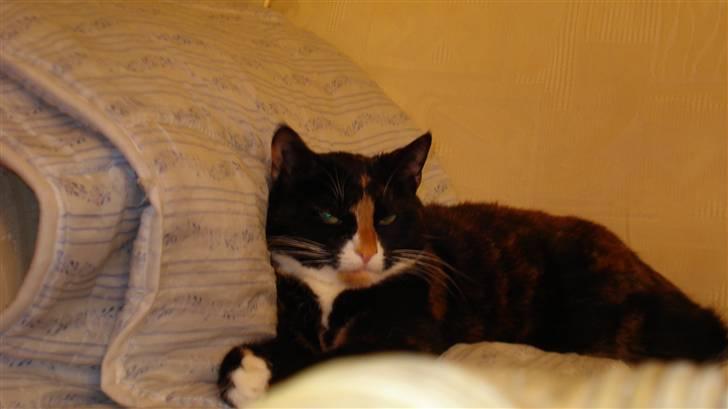 Huskat Buffy † - buffy tager lige et lille hvil. billede 6