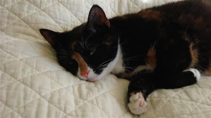 Huskat Buffy † - zzzzzzzzzzz........ billede 7