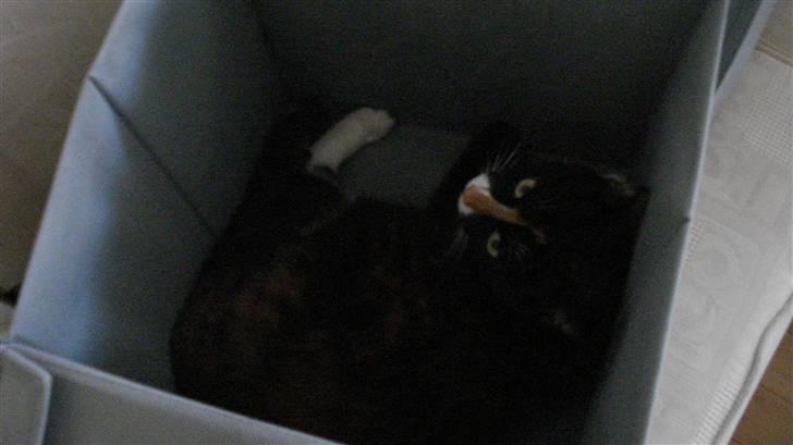 Huskat Buffy † - satans de fandt mig... ; ) billede 8