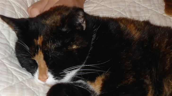 Huskat Buffy † - den lille mis sover trygt i armene på en... billede 9