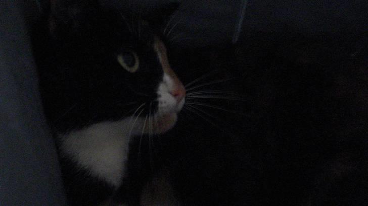 Huskat Buffy † - EN FLUE ! ! ! billede 10