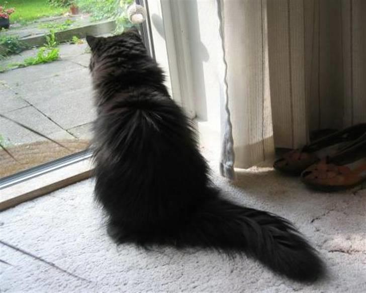 Perser Fluffy billede 1