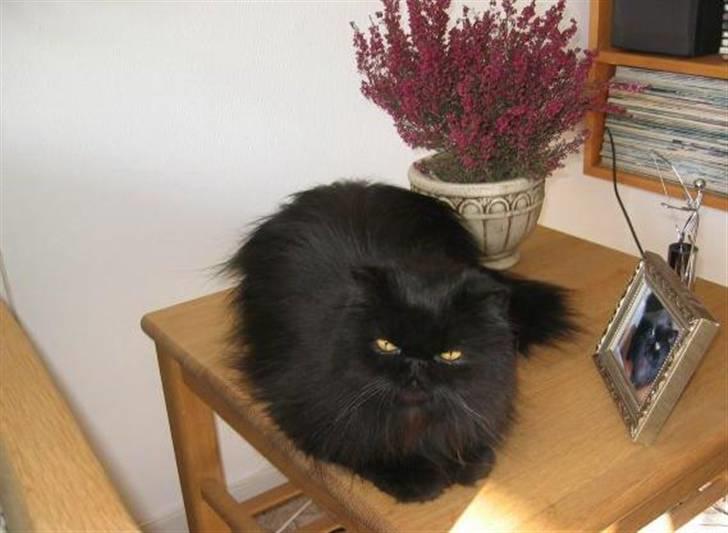 Perser Fluffy billede 2