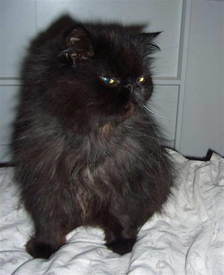 Perser Fluffy billede 3