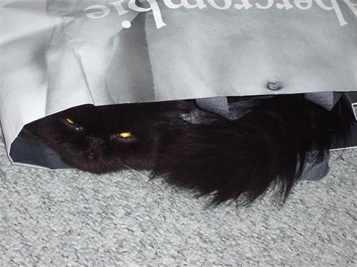 Perser Fluffy billede 4