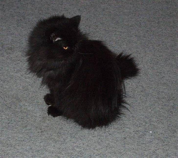 Perser Fluffy billede 5