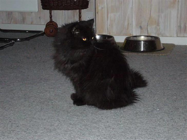 Perser Fluffy billede 6