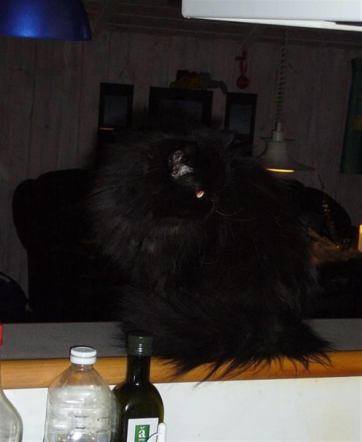 Perser Fluffy billede 7