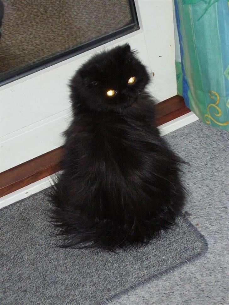 Perser Fluffy billede 8