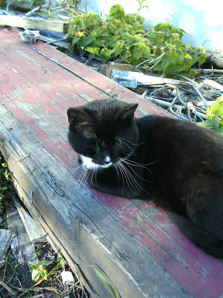 Huskat Sorte DØD - hahaha min stol. Fotograf Heidi billede 6