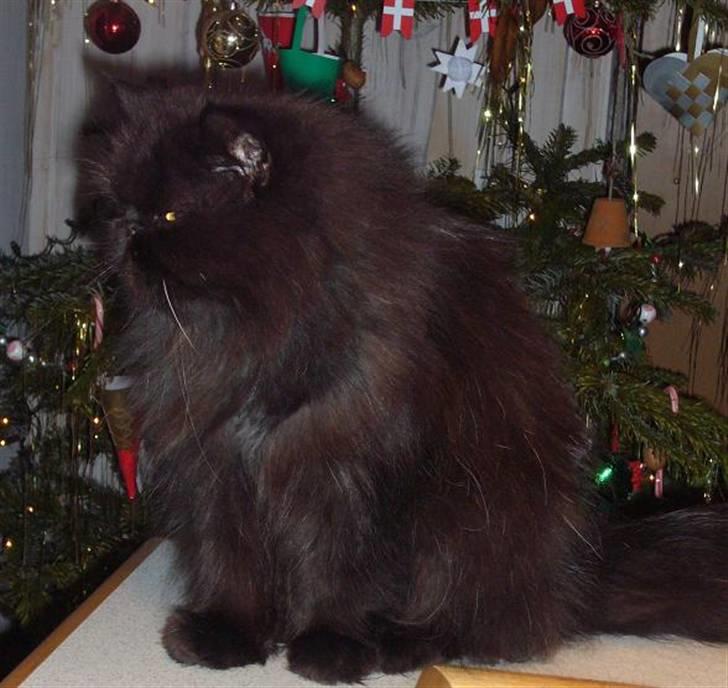 Perser Fluffy billede 9