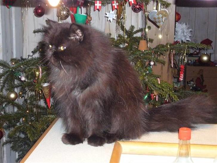 Perser Fluffy billede 10