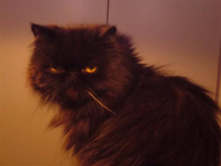 Perser Fluffy billede 11