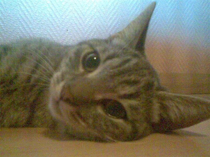 Huskat fusse - slapper lige lidt af.. billede 6