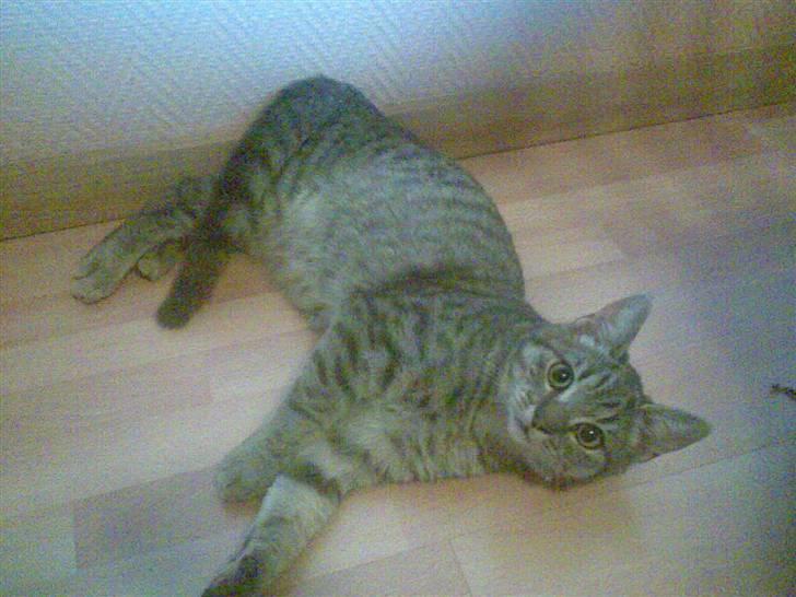 Huskat fusse - hehe billede 7